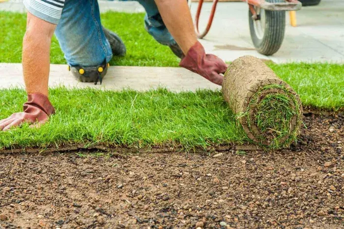 How long after installing sod can you walk on it in Sandy Springs, GA