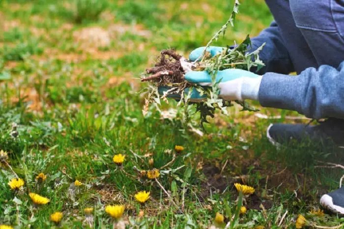 How to clear a yard full of weeds Sandy Springs, GA