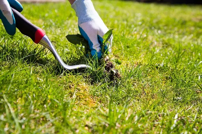 How to clear a yard full of weeds in Sandy Springs, GA